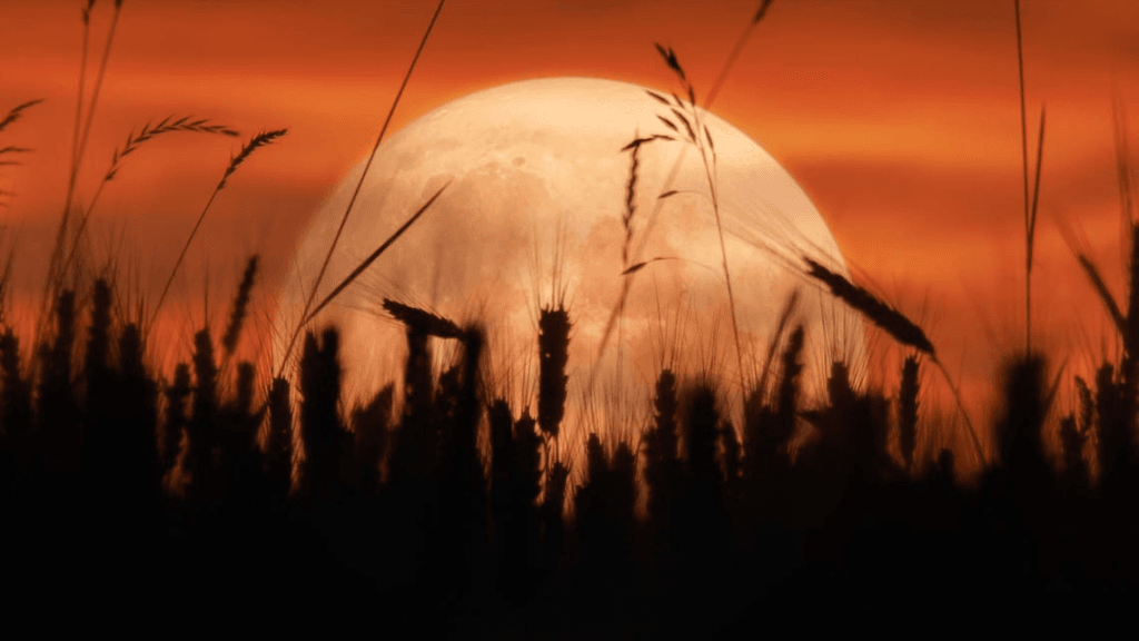 Luna de cosecha