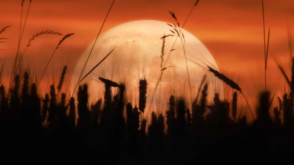 Luna de cosecha